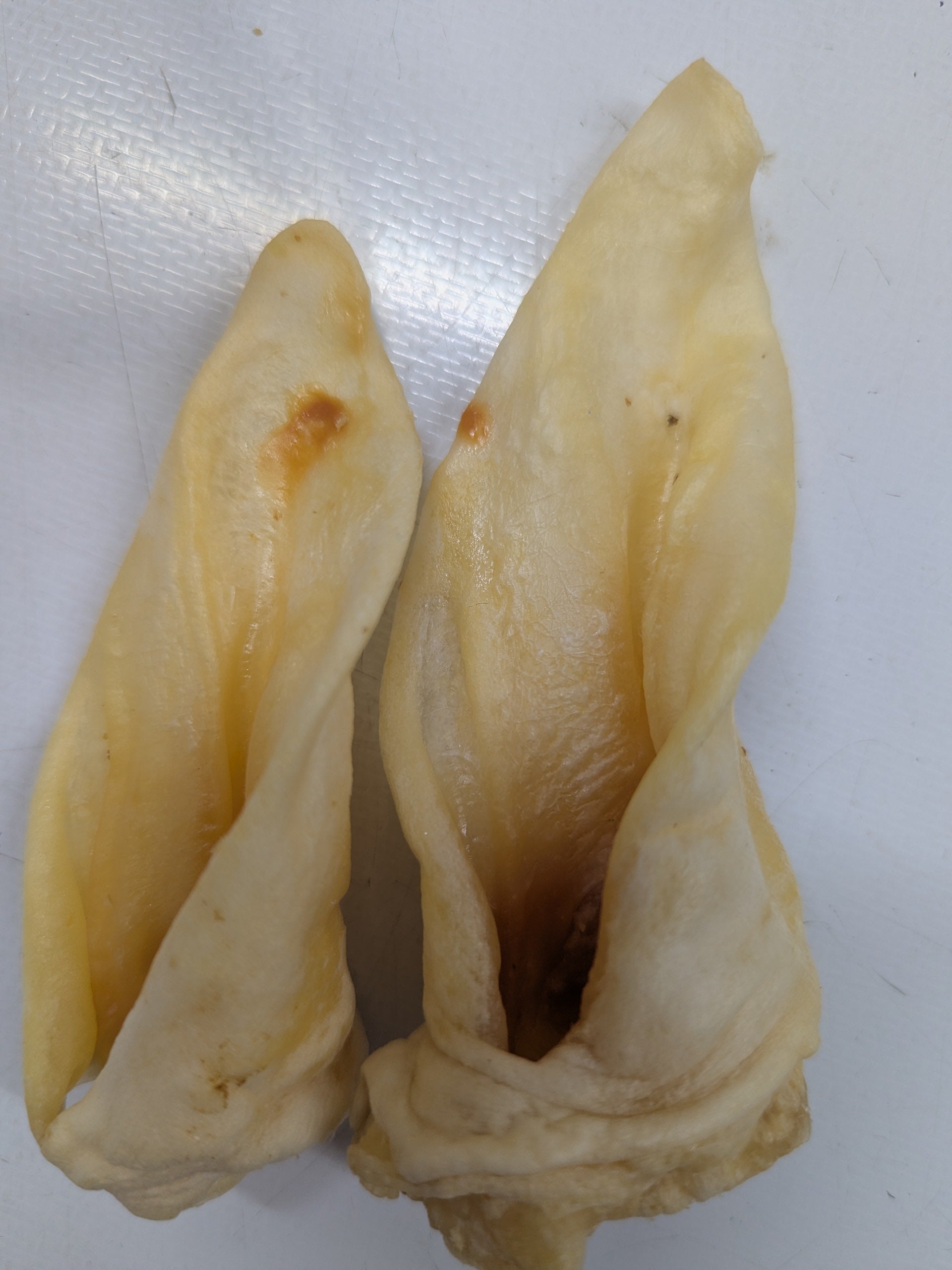 Dried Lamb's Ears $2 each