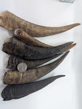 All-Natural Australian Large Goat Horn Dog Chews