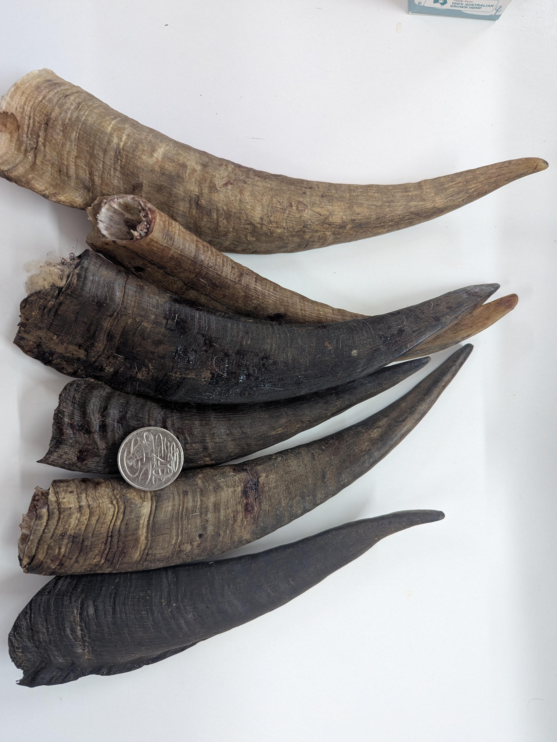 All-Natural Australian Large Goat Horn Dog Chews