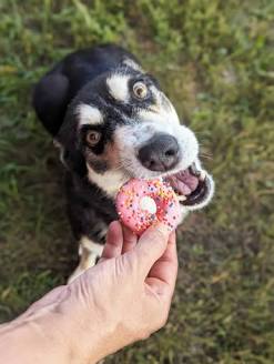 Huds and Toke Doggy Donuts